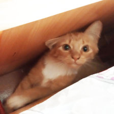 Схема вышивки «я нашлась»