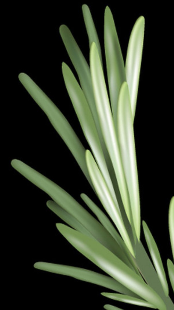 Розмарин - для кухни - оригинал