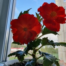 Схема вышивки «Бегония»