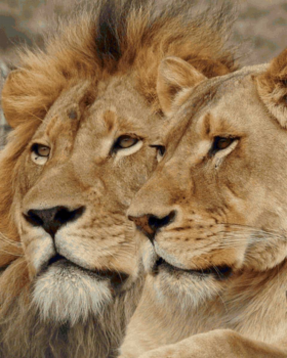 дикие - предпросмотр