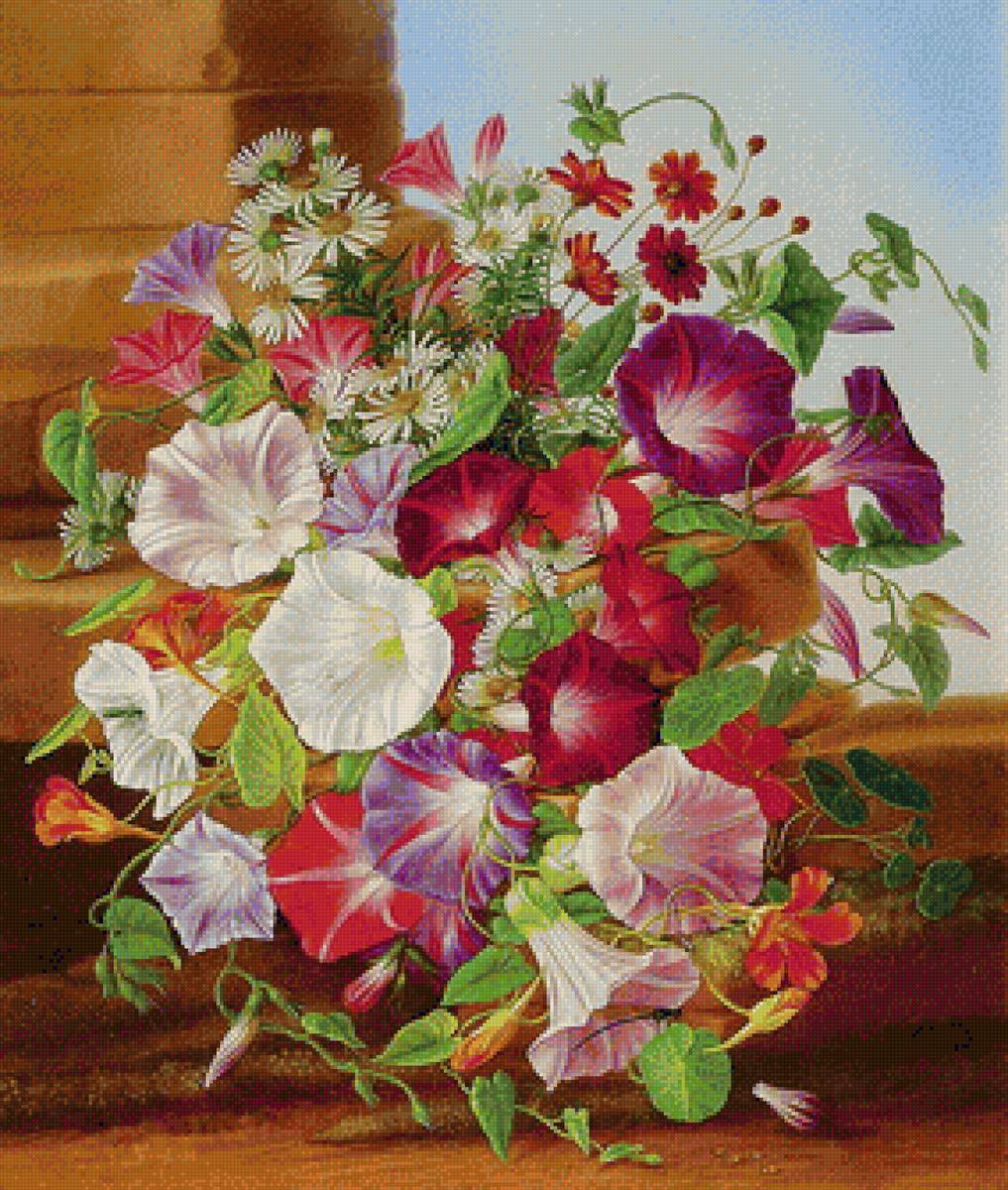 вьюнки - предпросмотр