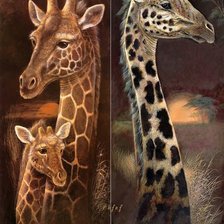 Collage- ЖИРАФЫ