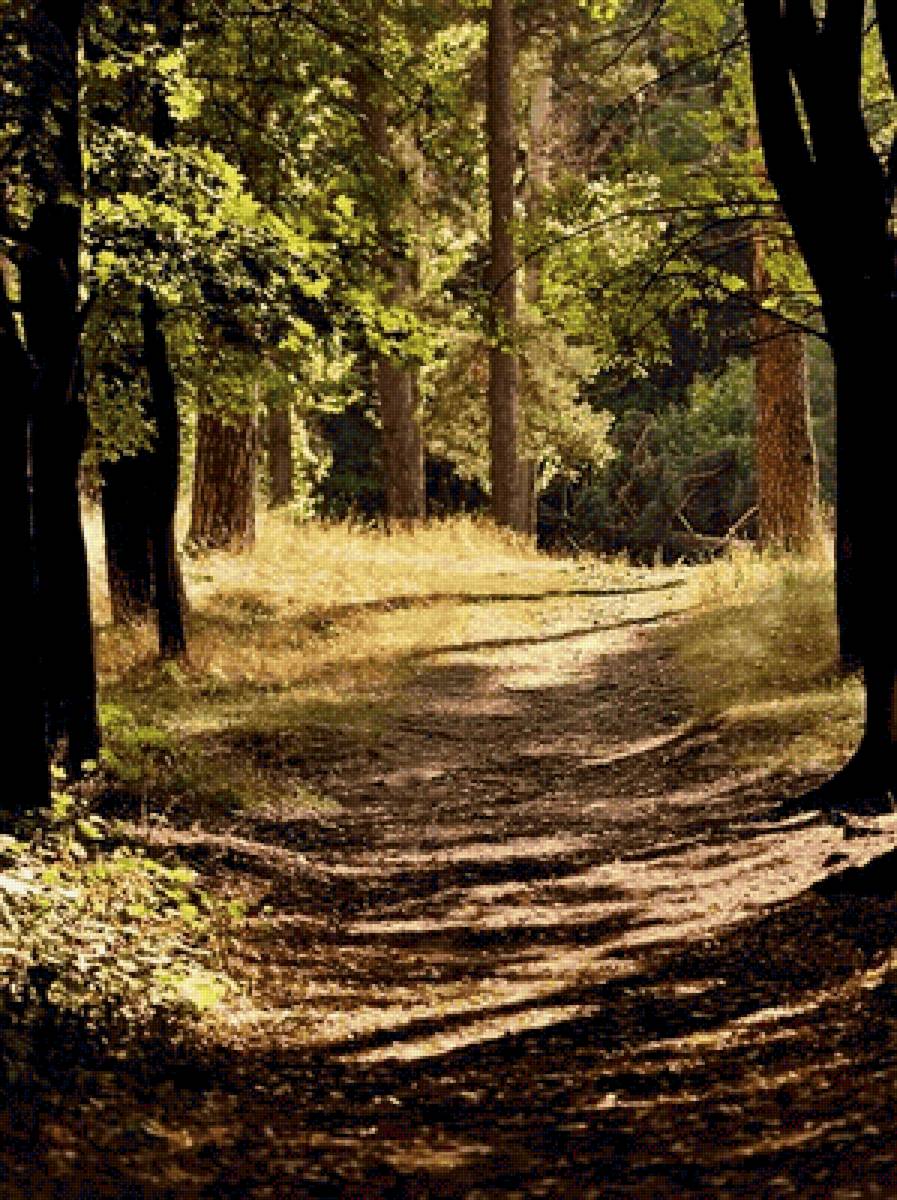 лесная дорога - лето, пейзаж - предпросмотр