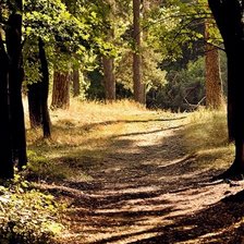 лесная дорога