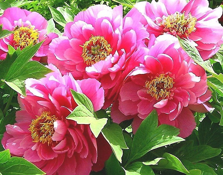 №2213744 - оригинал