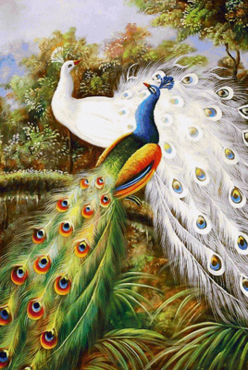 Серия "Птицы". Павлины - фауна, птицы, павлины - предпросмотр