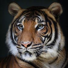 Схема вышивки «Tigre.»