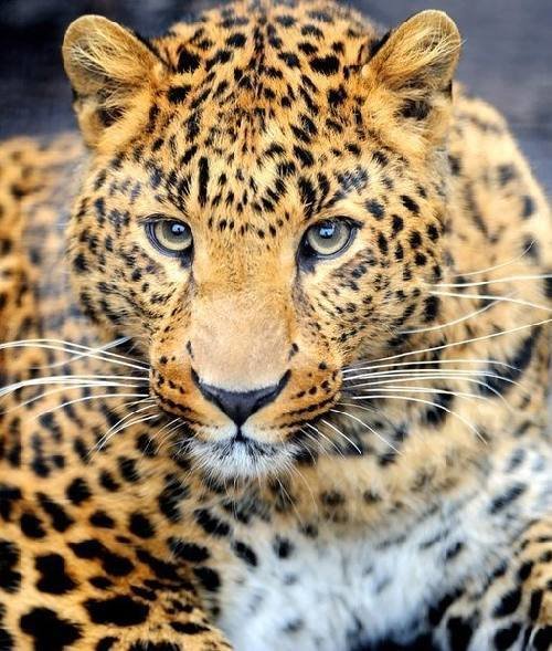 Леопард - животные - оригинал