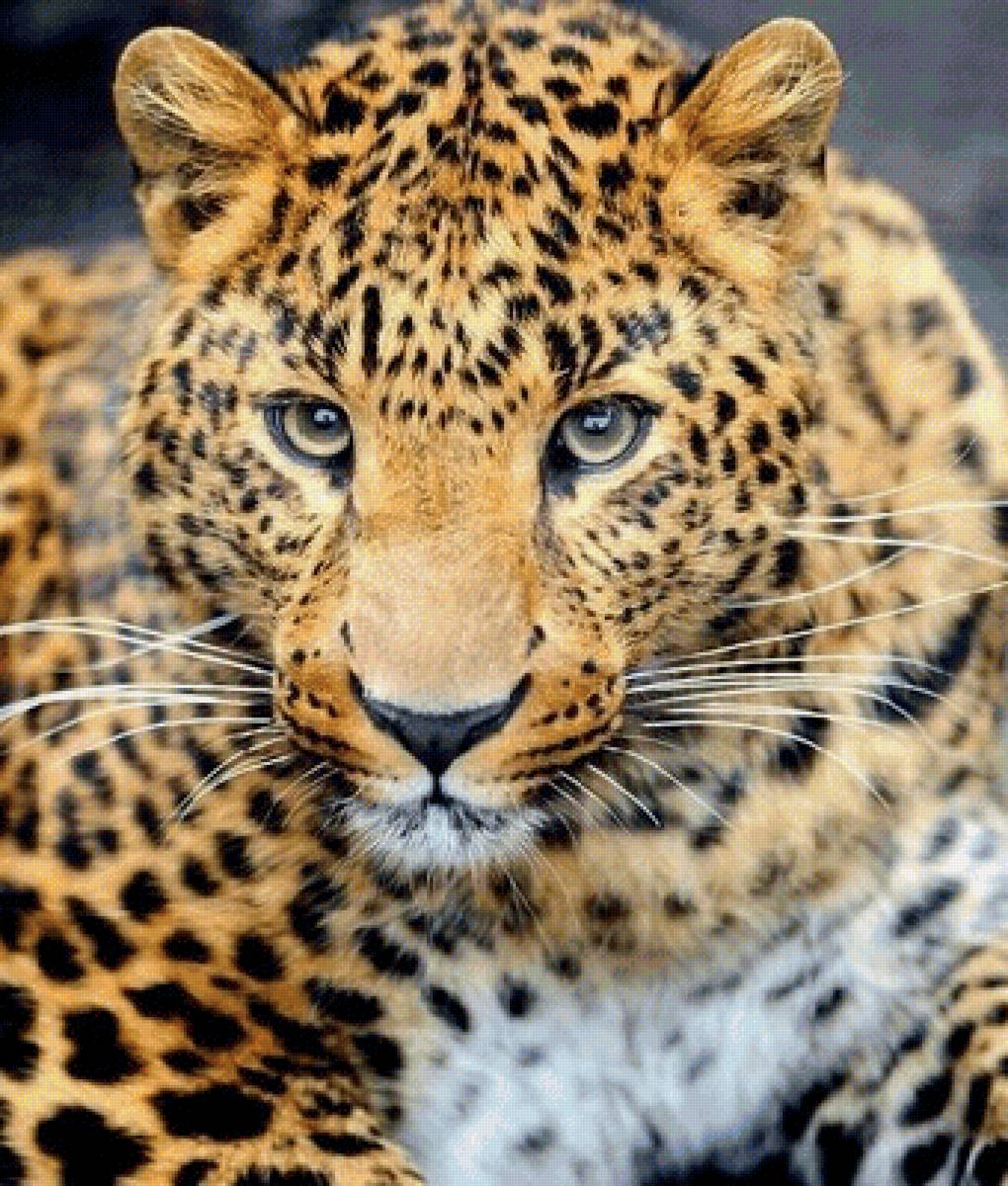 Леопард - животные - предпросмотр