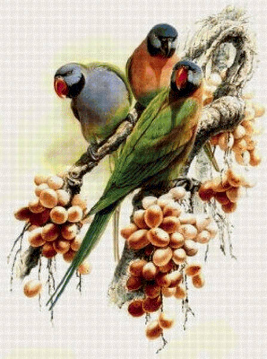 Попугаи - птицы - предпросмотр