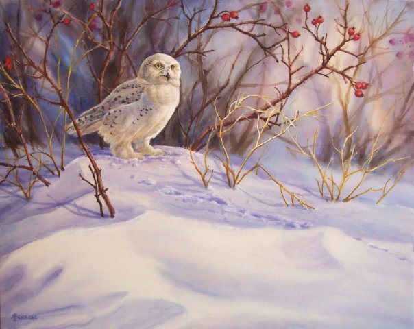 Сова - птицы - оригинал