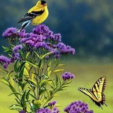 Bird and butterfly