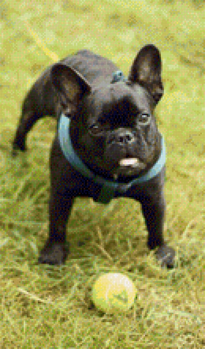 Бусинка - французкий бульдог - предпросмотр