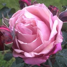 Схема вышивки «роза»