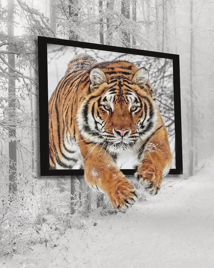 №2215691 - тигры, хищники, животные, тигр - оригинал