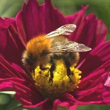 Схема вышивки «Цветок и пчела»