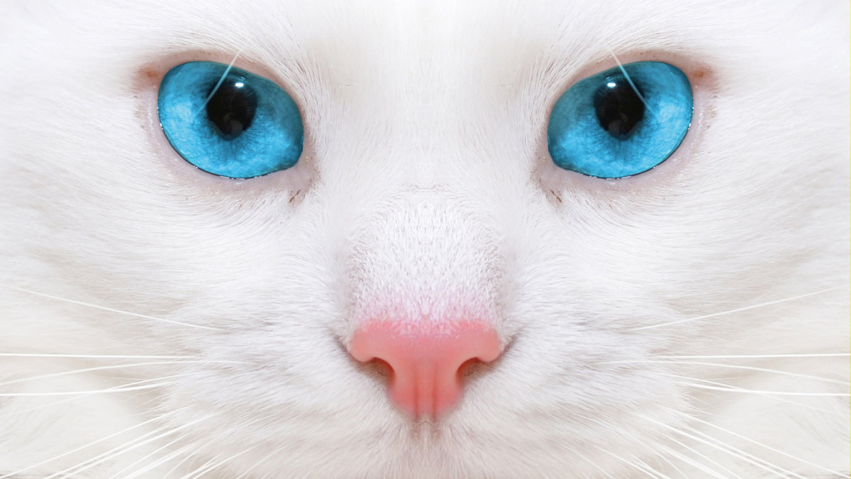 белая кошка - белая кошка, морда, кот, глаза - оригинал
