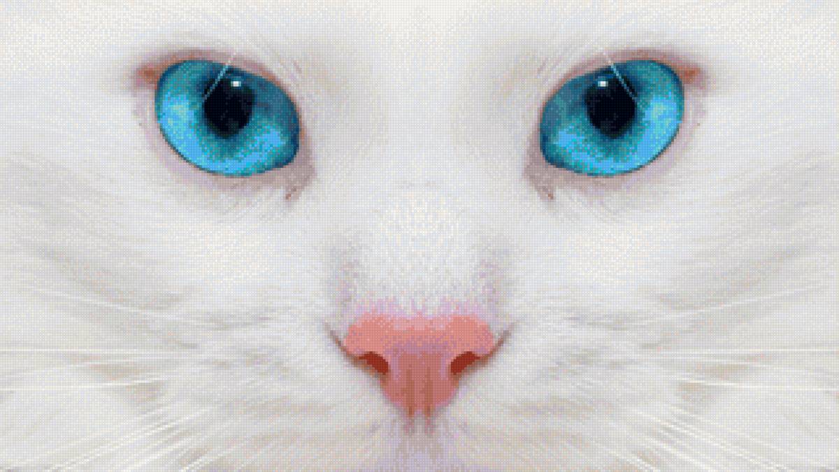 белая кошка - кот, морда, глаза, белая кошка - предпросмотр