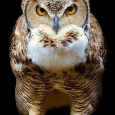 Схема вышивки «Coruja.»