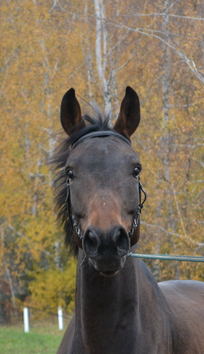 Конь по кличке Дипломат - конь, лошадь - оригинал