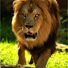 Схема вышивки «лев»