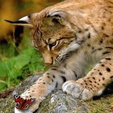 Схема вышивки «№2218680»