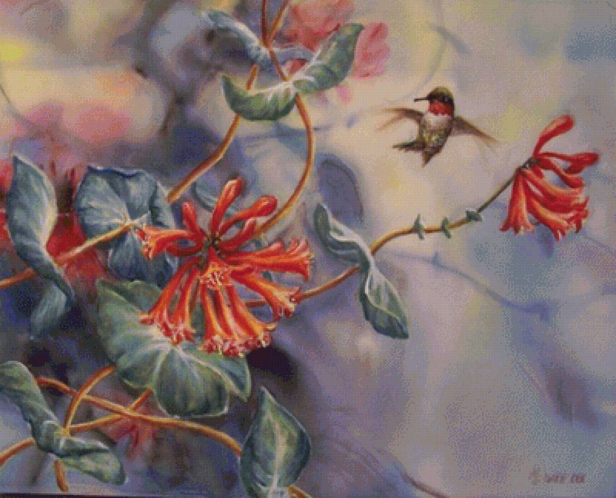 Колибри - птицы - предпросмотр