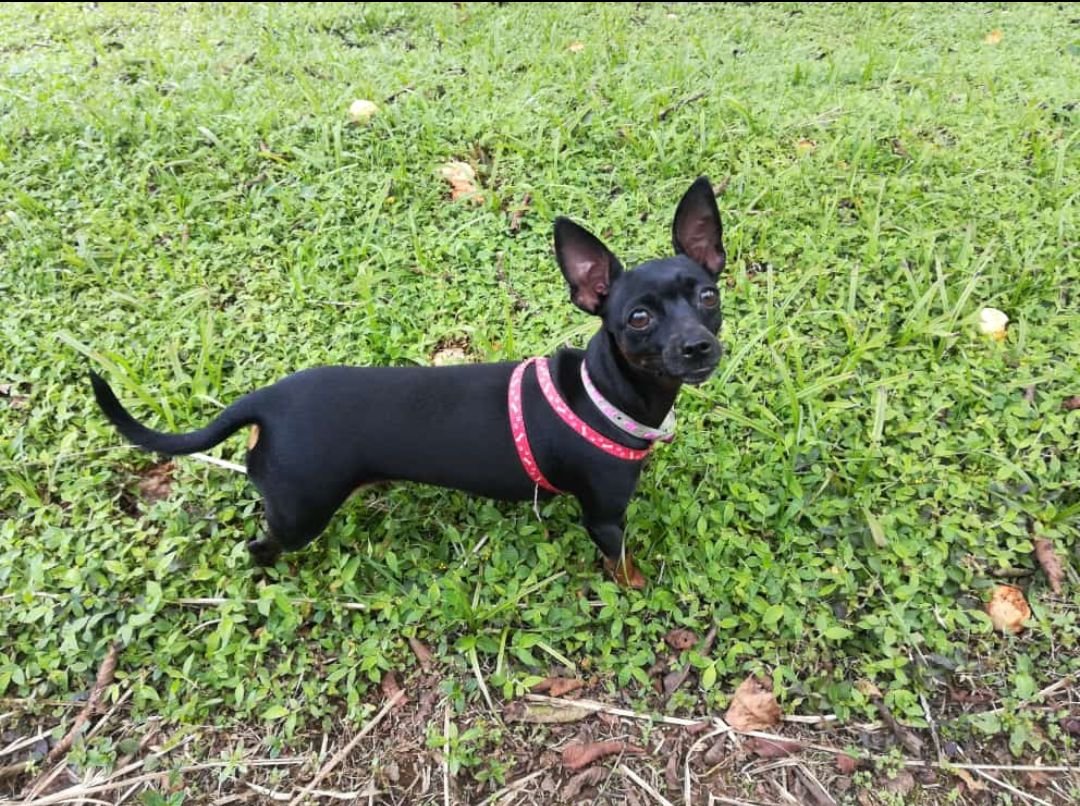 iliana - perrita - оригинал