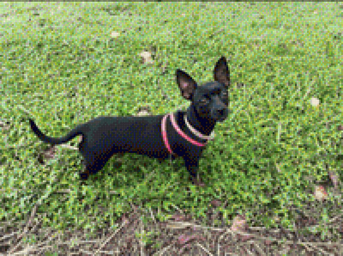 perrita - amor - предпросмотр