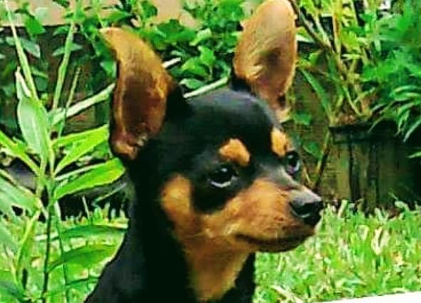 perrita - princesa - оригинал