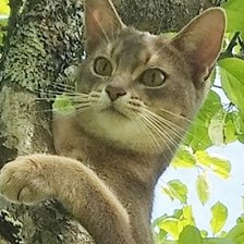 Схема вышивки «Аби на яблоне»