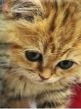 Котенок - нежность, мягкие лапки, верность, маленький котенок - оригинал