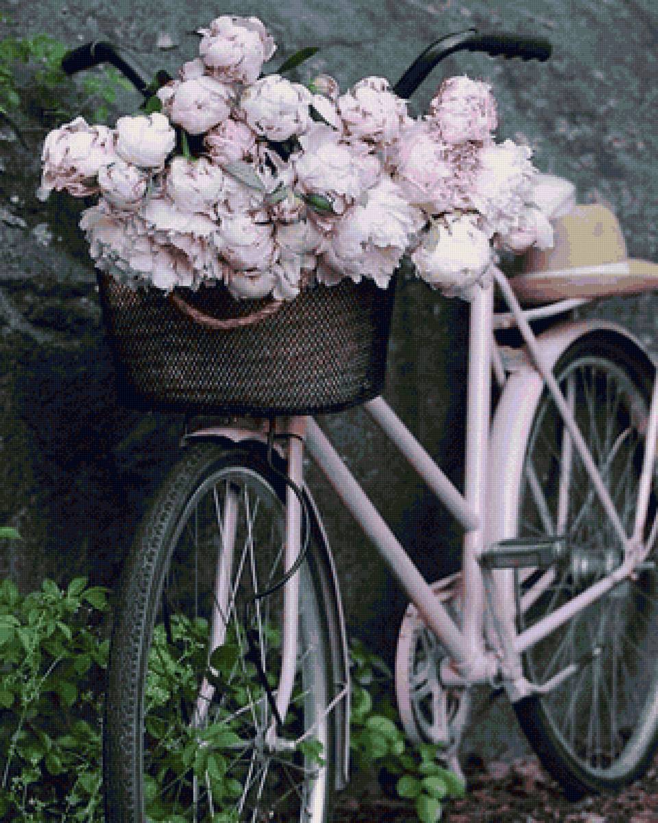 Пионы - корзина, цветы, шляпа, пионы, велосипед - предпросмотр
