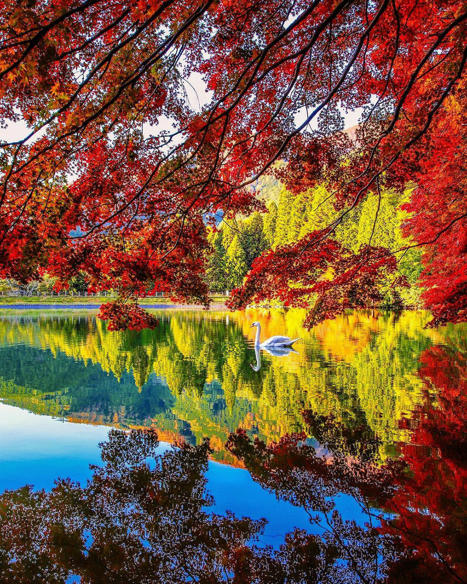 Отражение - лебедь, лес, пейзаж, осень, озеро, природа - оригинал