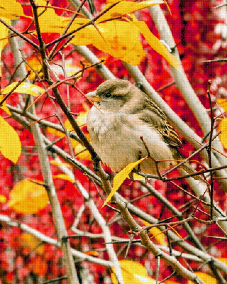 Воробей - осень, природа, птицы, воробей, деревья - предпросмотр