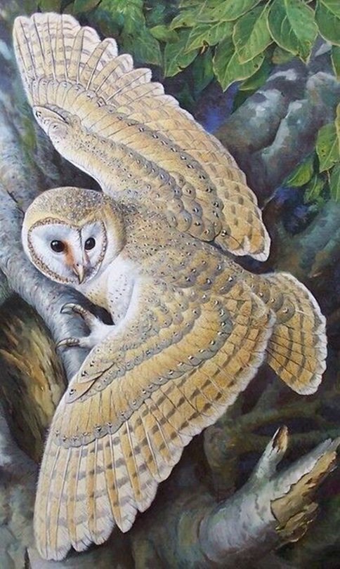 Coruja. - pássaro - оригинал