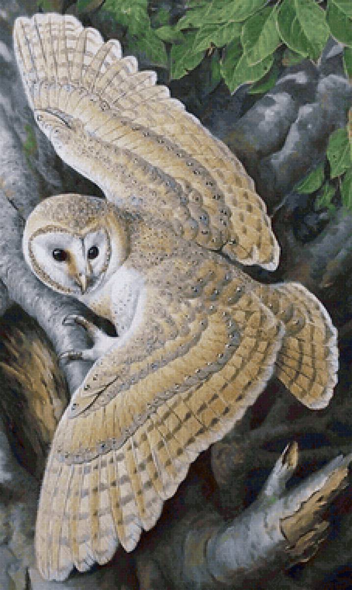 Coruja. - pássaro - предпросмотр