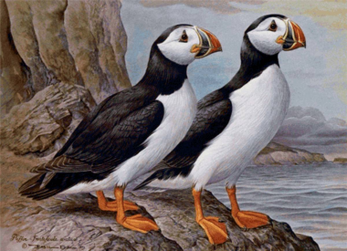 Papagaio do mar. - pássaro - предпросмотр