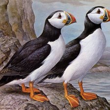 Схема вышивки «Papagaio do mar.»