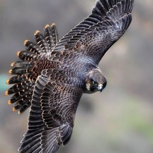 Схема вышивки «Falcão»