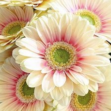 Схема вышивки «Gerbera.»