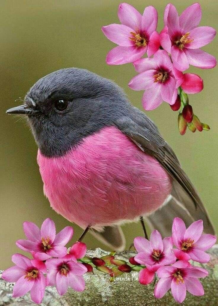 Птичка - природа, весна, птица - оригинал