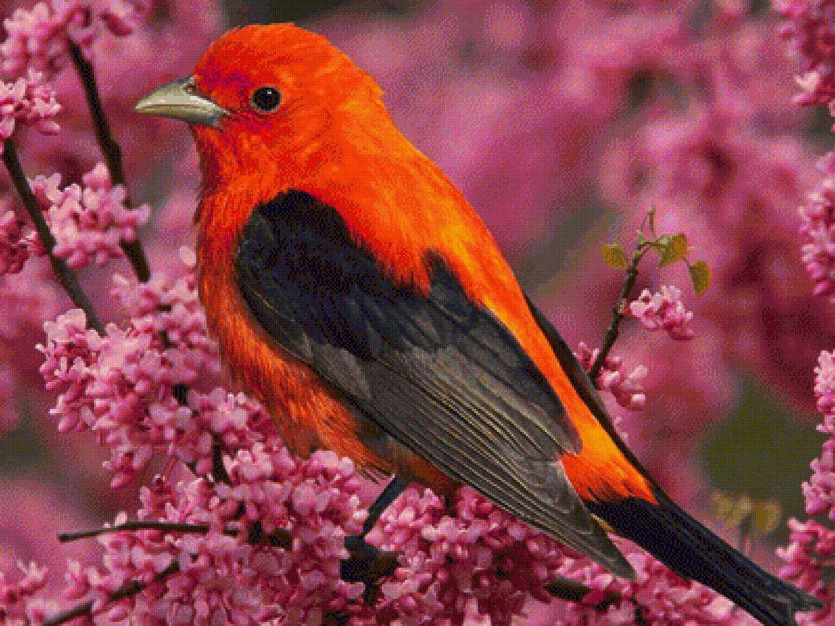 Птичка - птица, весна, природа - предпросмотр