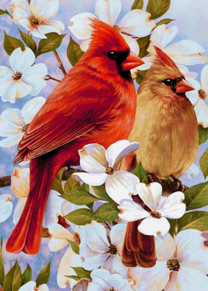 Птичка - природа, птица, весна - предпросмотр