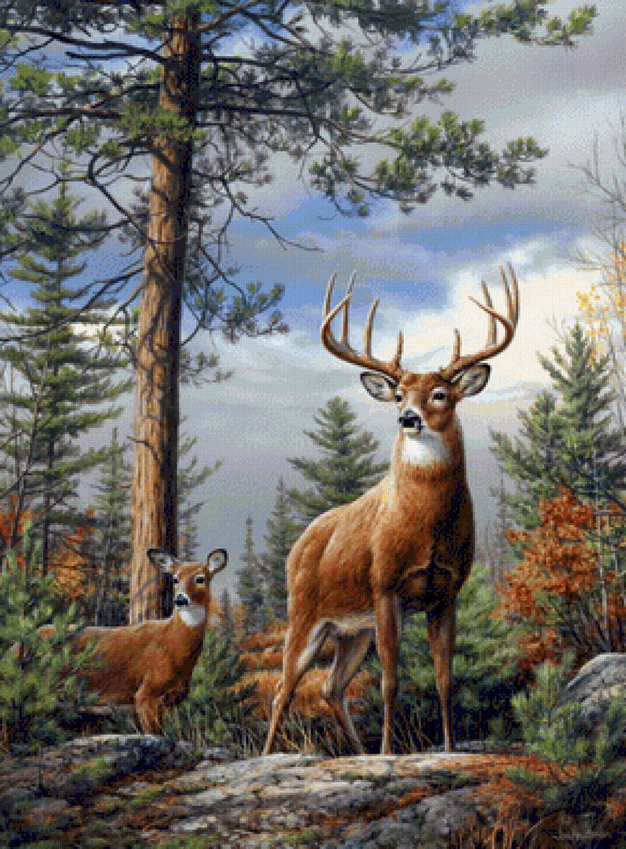 Олени - олени, природа - предпросмотр