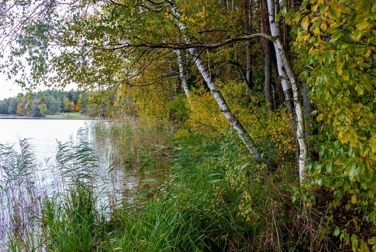 Лесное озеро - оригинал