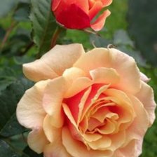 Схема вышивки «Розы»