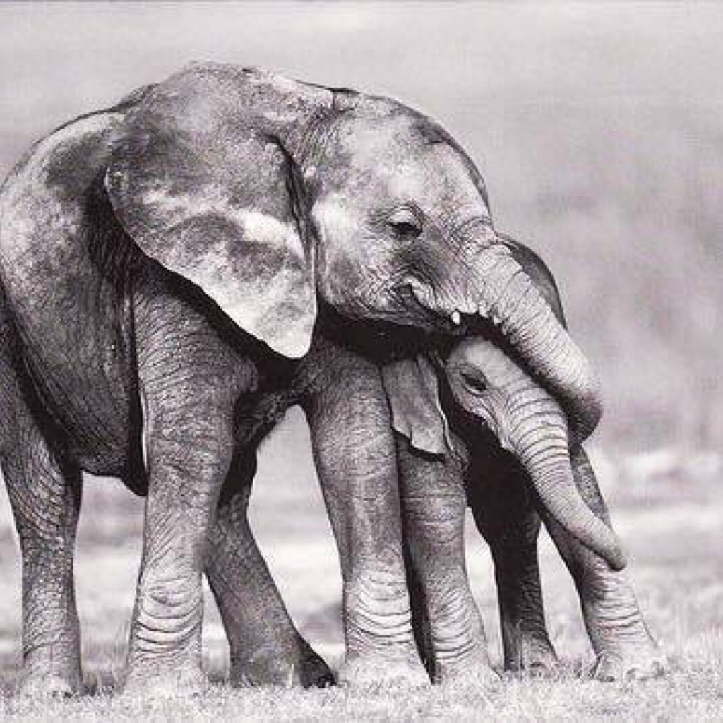 Мать и дитя (слоны) - оригинал