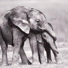 Оригинал схемы вышивки «Мать и дитя (слоны)» (№2221205)