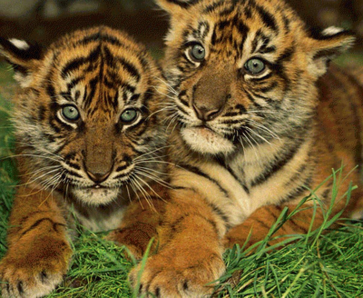 Тигрята - предпросмотр